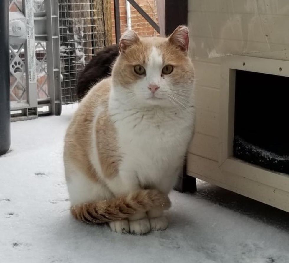 stray cat snow