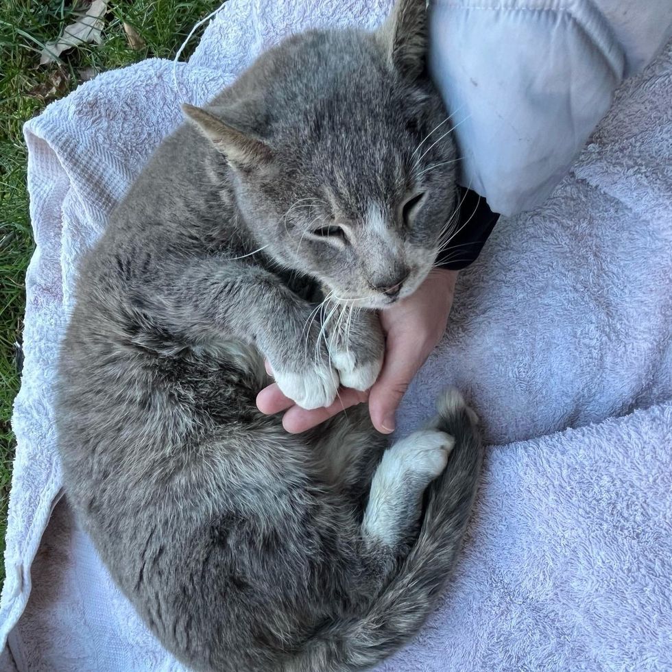 stray cat snuggles