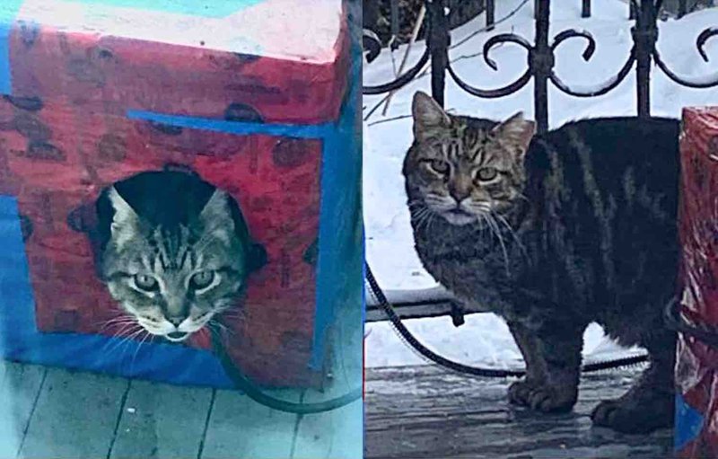 stray cat streets porch