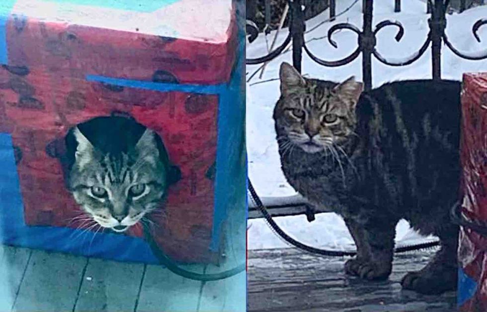 stray cat streets porch