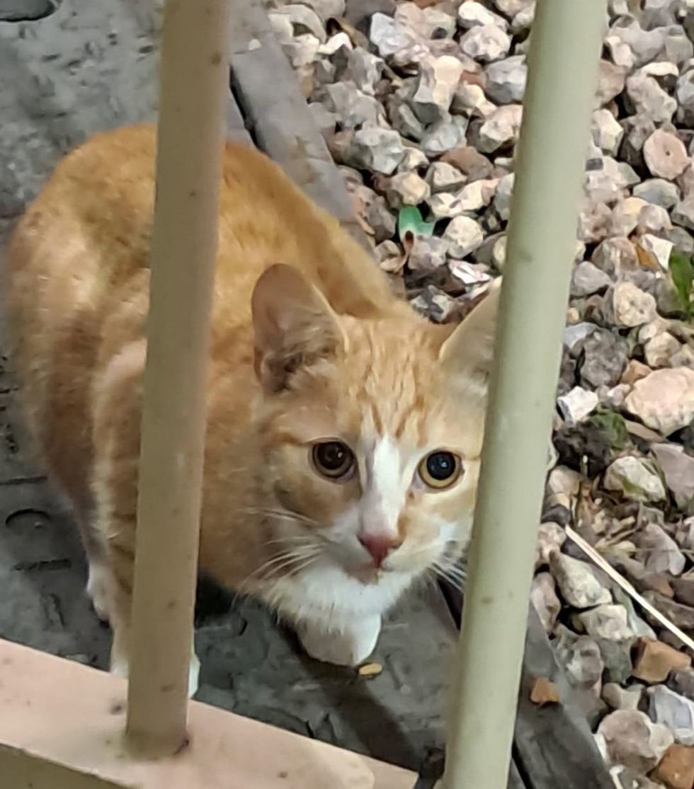 stray cat subway station