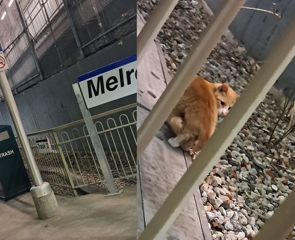 stray cat subway station