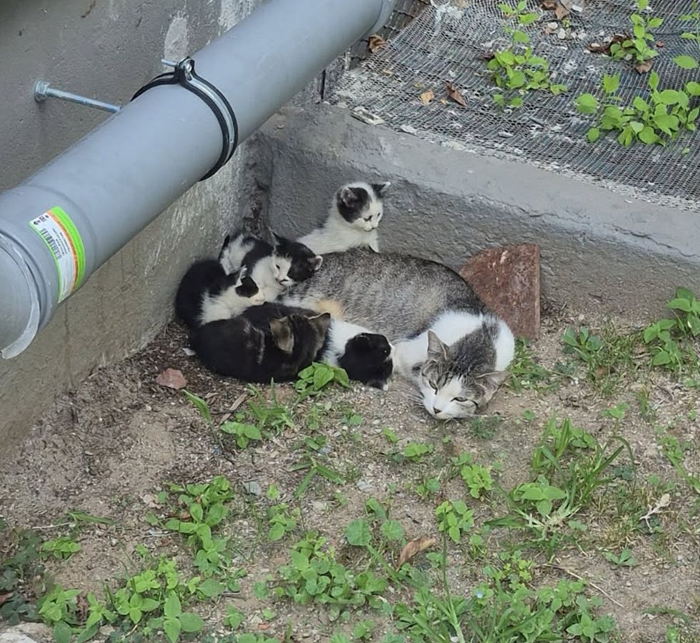 stray cat tiny kittens