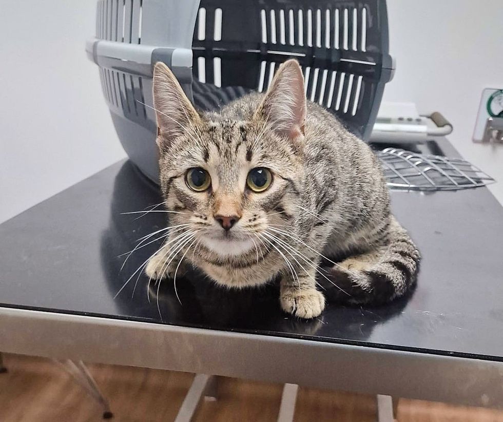 stray cat vets office