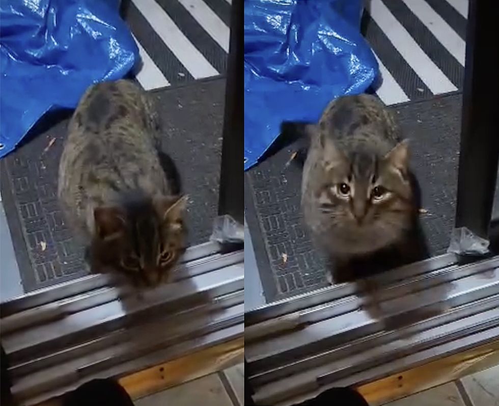 stray cat walk in house