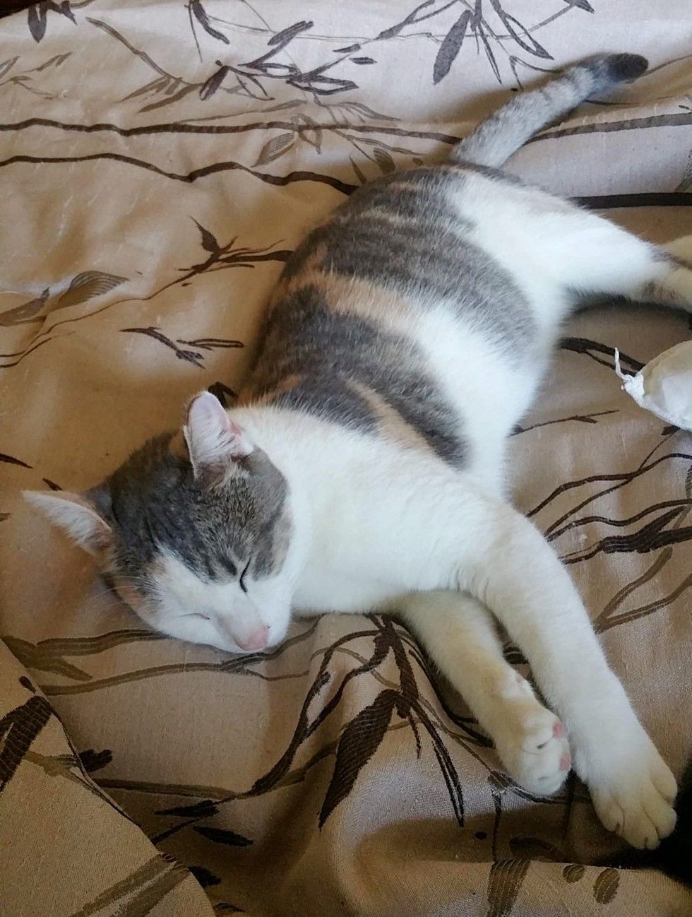 stray cat walks into home