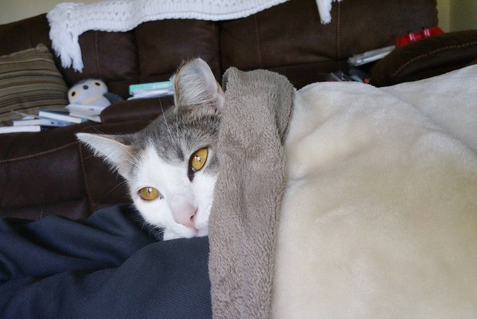 stray cat walks into home