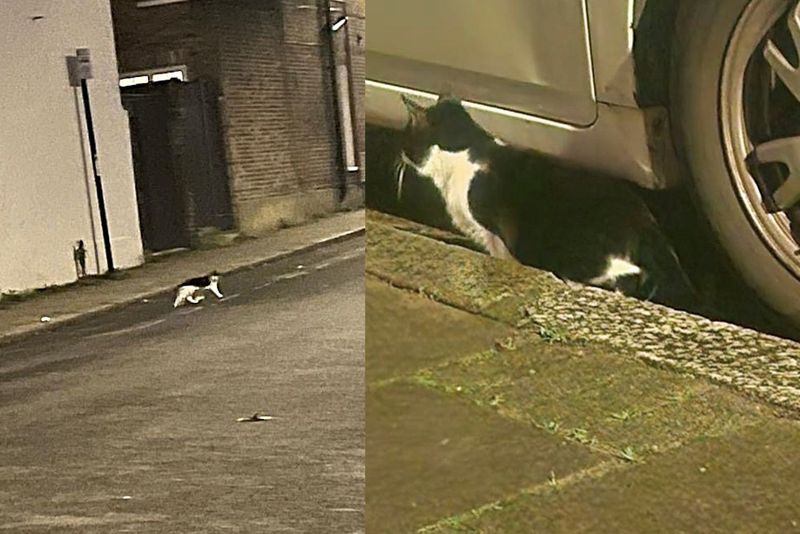 stray cat wandering streets