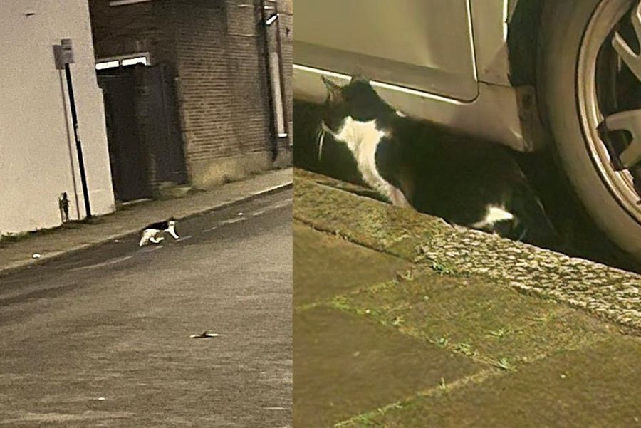 stray cat wandering streets