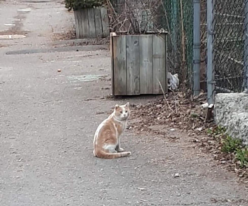 stray cat wandering