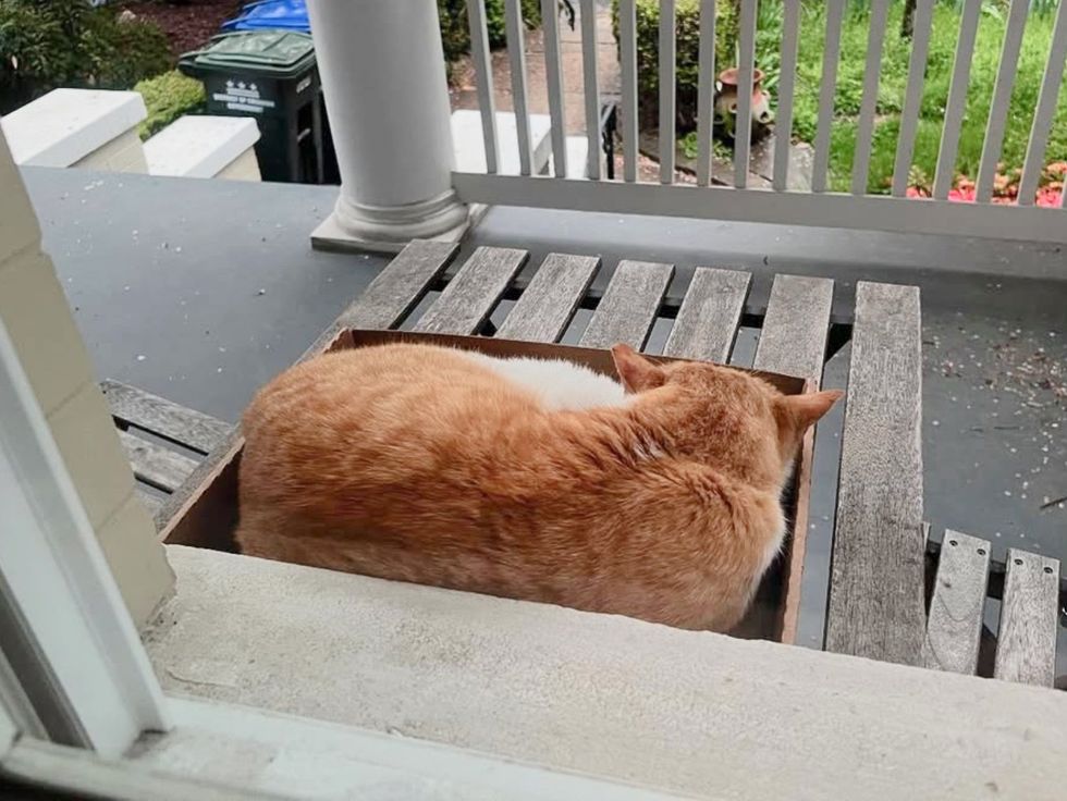 stray cat window sleeping