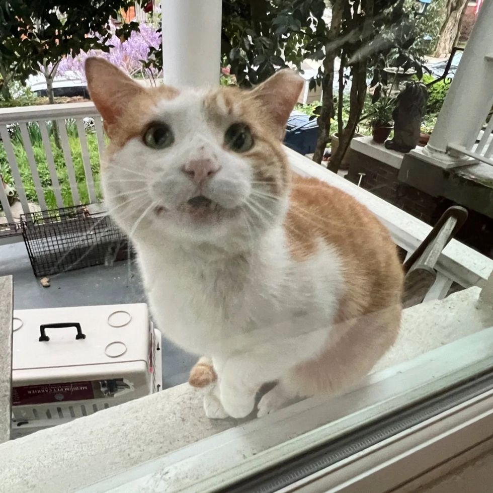 stray cat windowsill