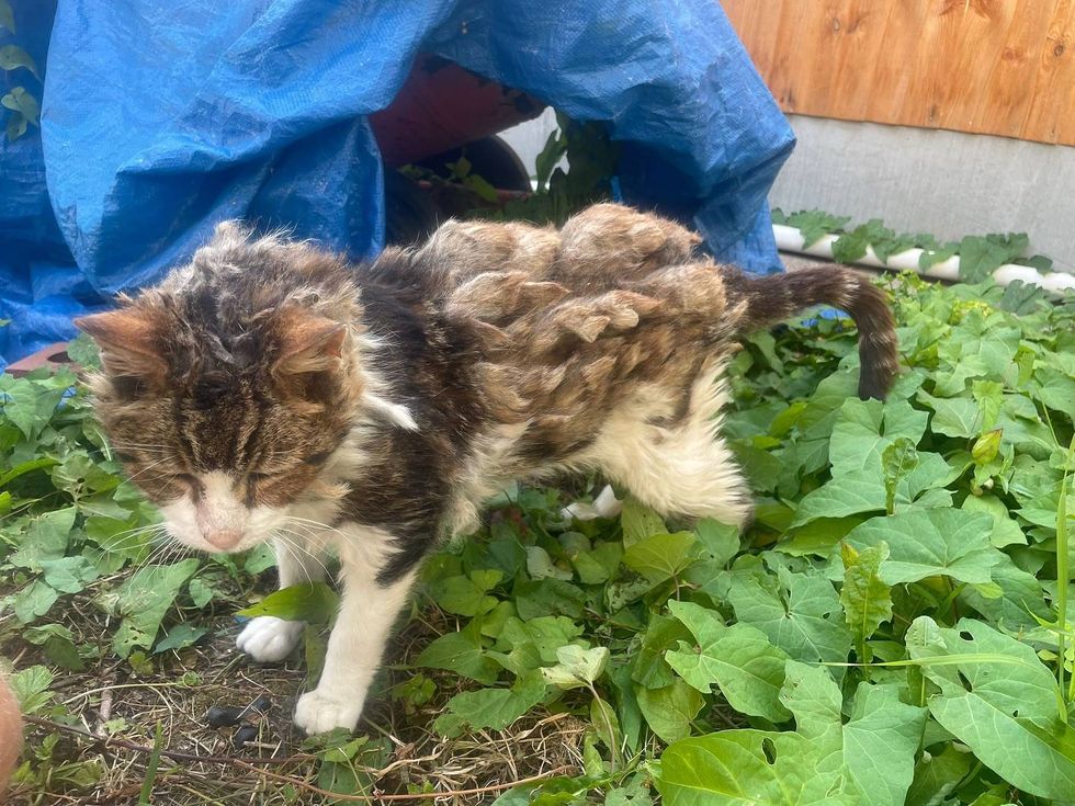 stray cat yard matted fur