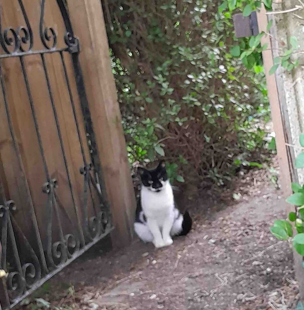 stray cat yard
