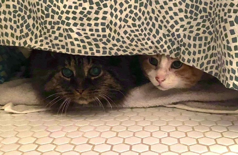 stray cats indoors safe