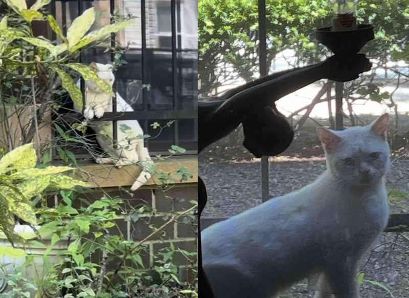 stray deaf cat window