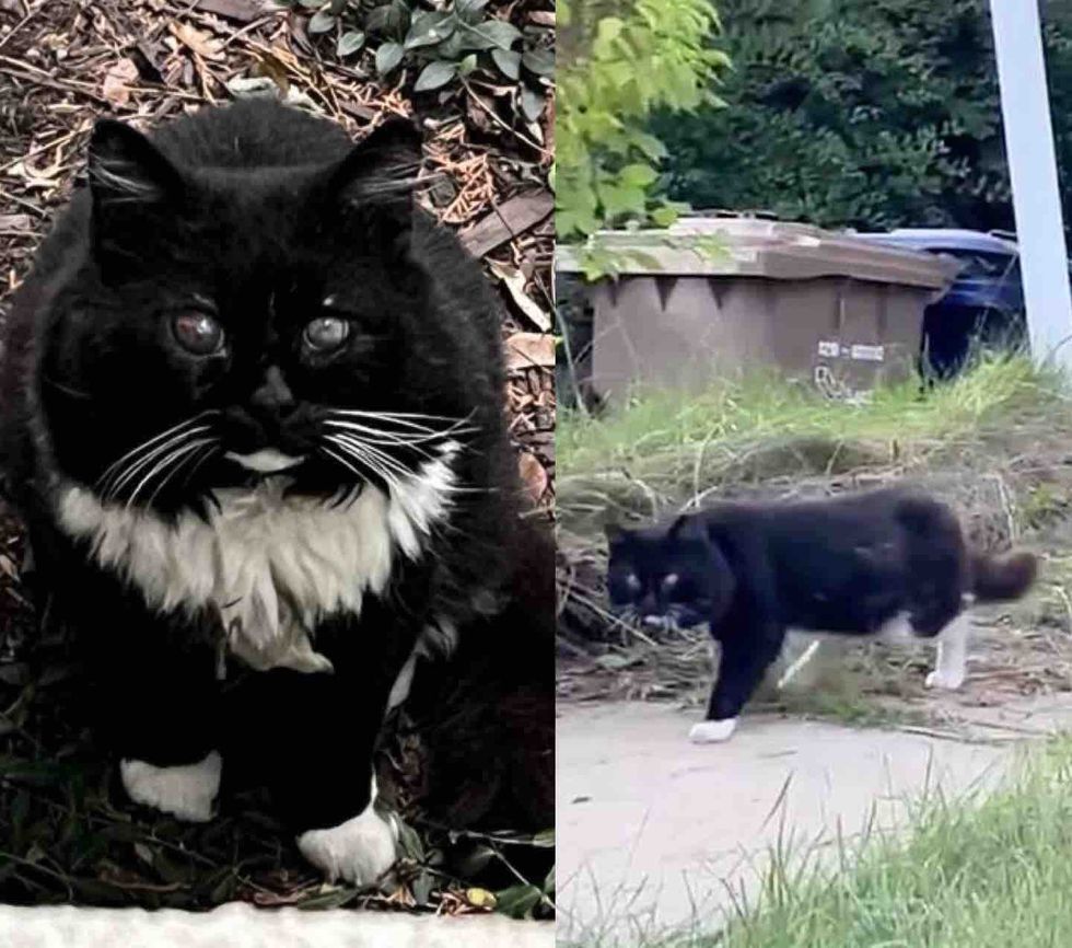 stray fluffy cat eyes