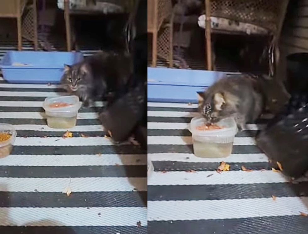stray fluffy cat hungry