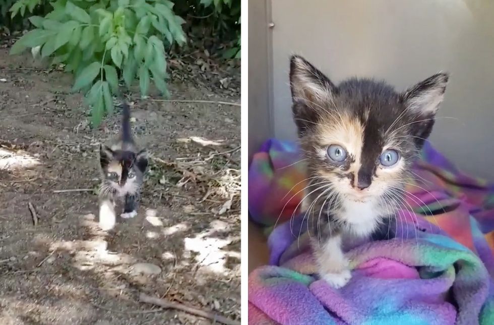 stray kitten, bushes, calico