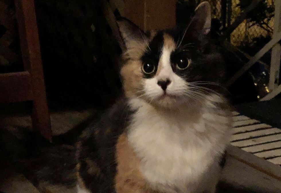 stray kitten, calico cat