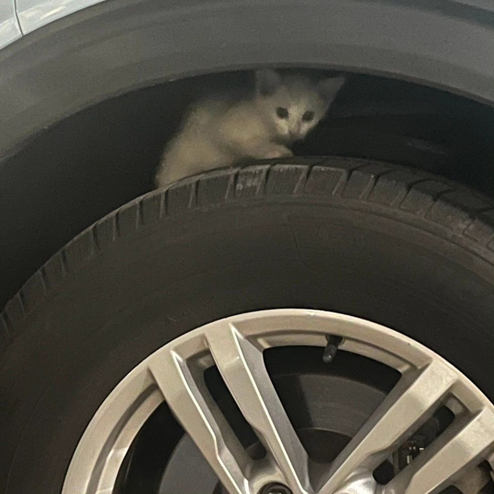 stray kitten car tire