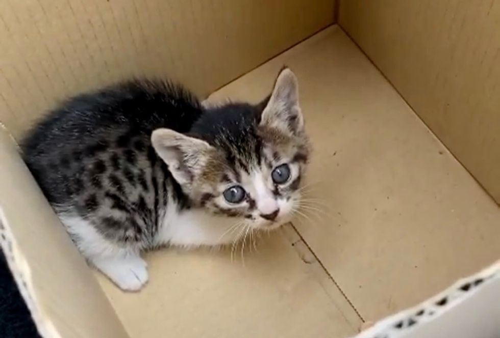 stray kitten, cardboard box