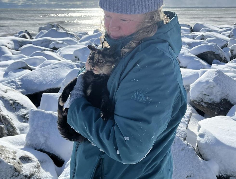 stray kitten cold beach
