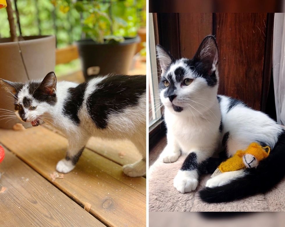 stray kitten, cute kitten