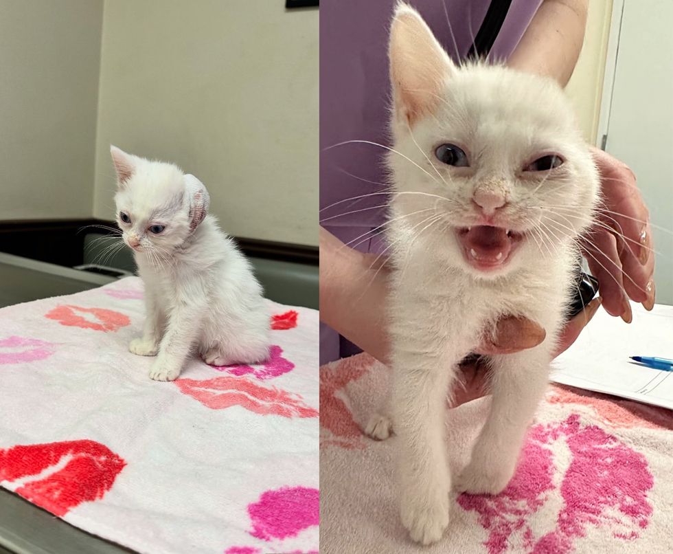 stray kitten ear road