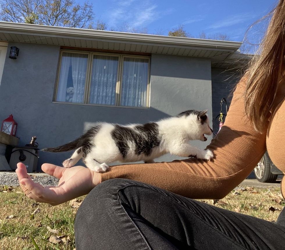 stray kitten meowing
