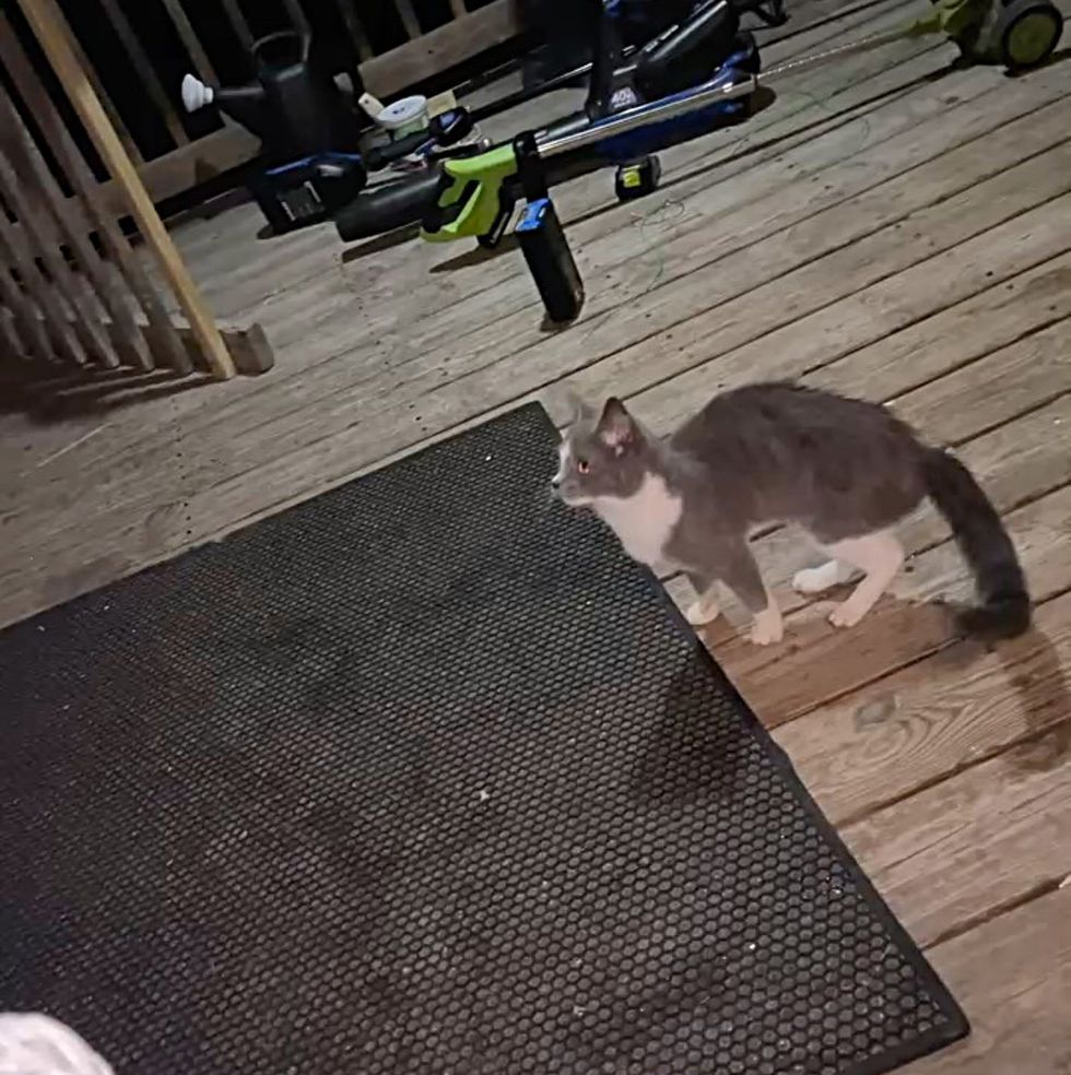 stray kitten porch