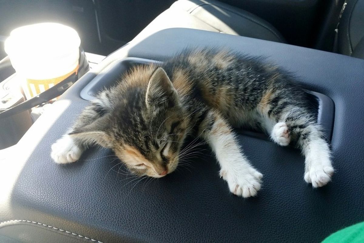 stray kitten rescued from streets fall asleep in truck