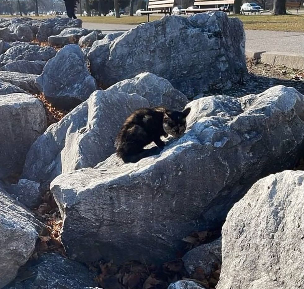 stray kitten rocks
