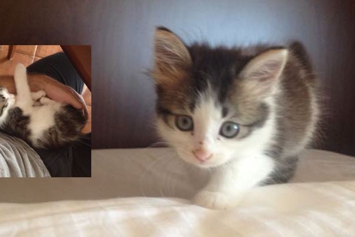 stray kitten shows up to guards then now