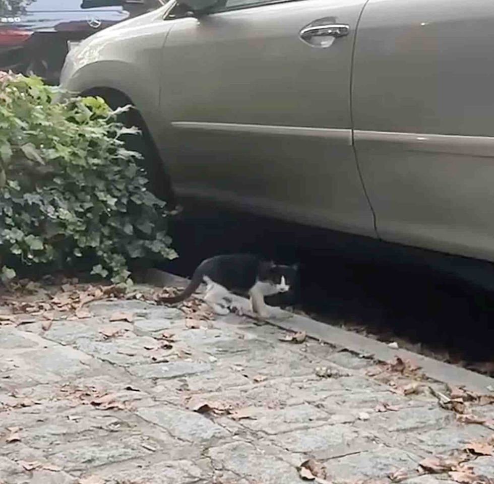 stray kitten streets