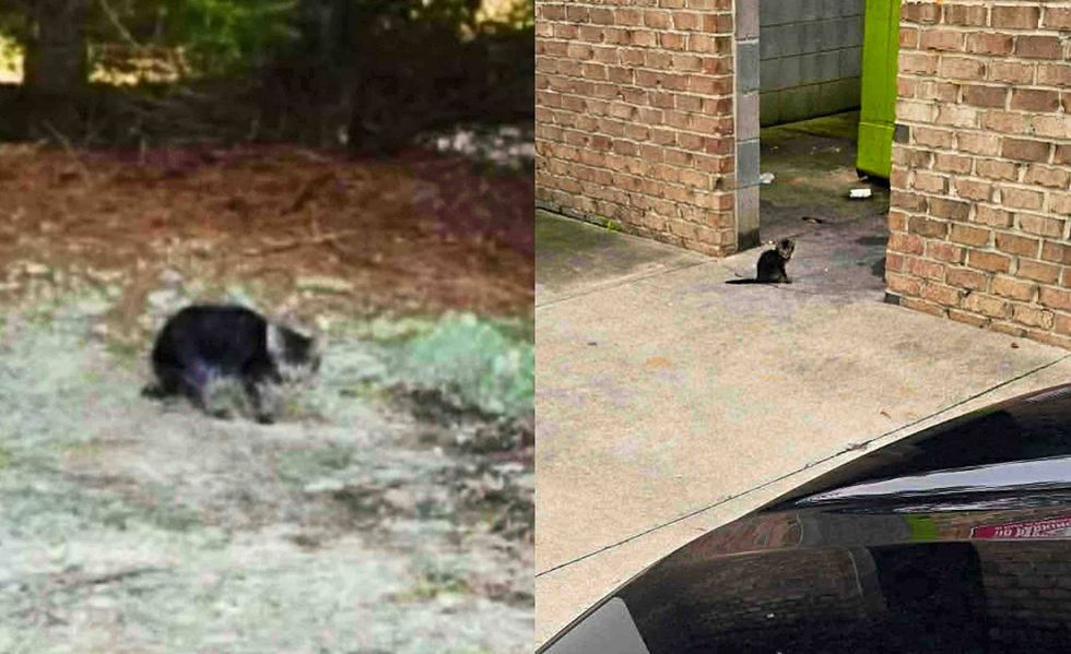 stray kitten woods apartment