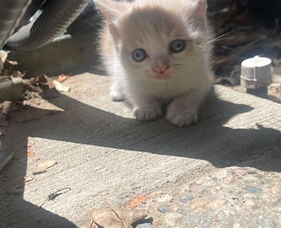 stray kitten