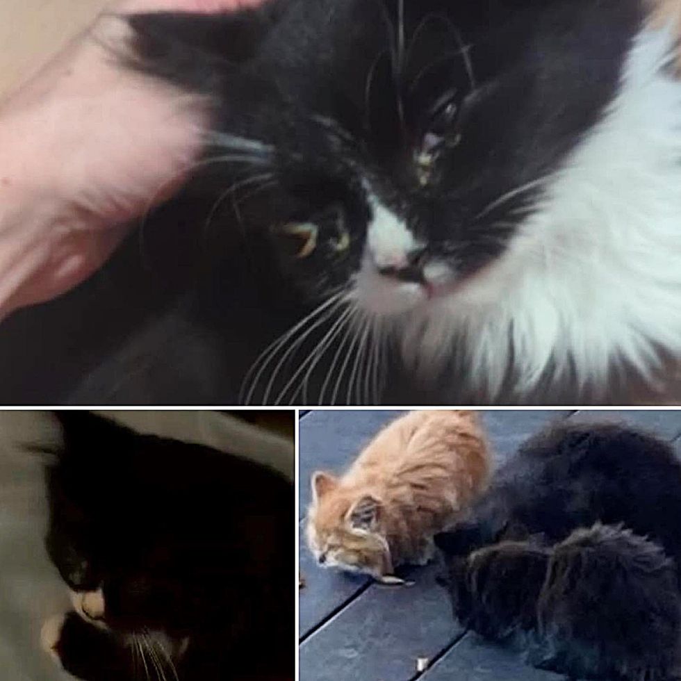 stray kittens outside