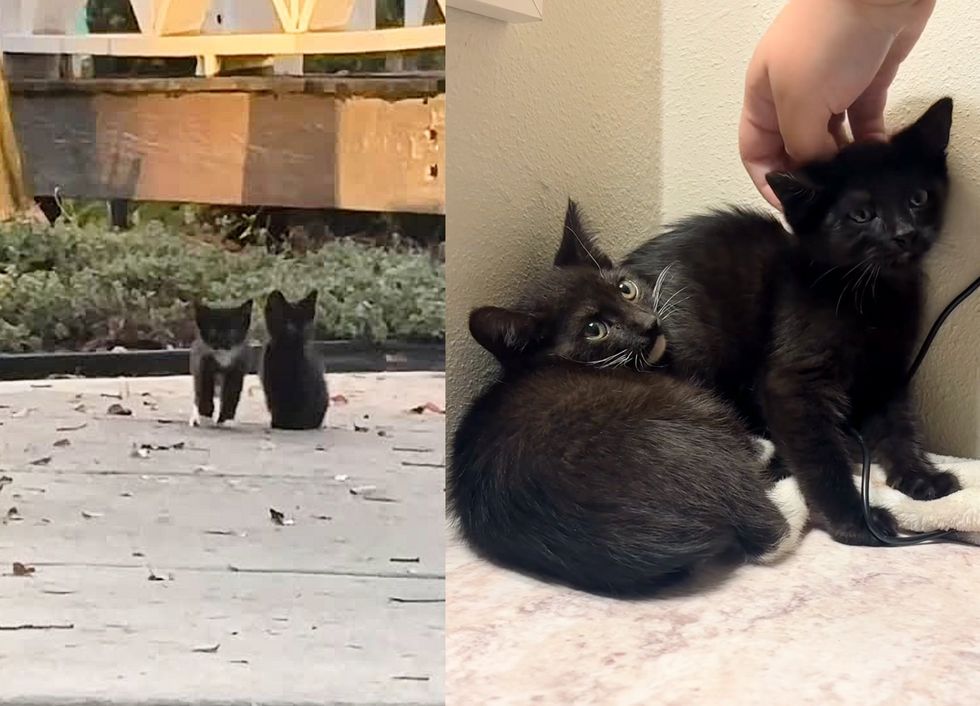 stray kittens shy