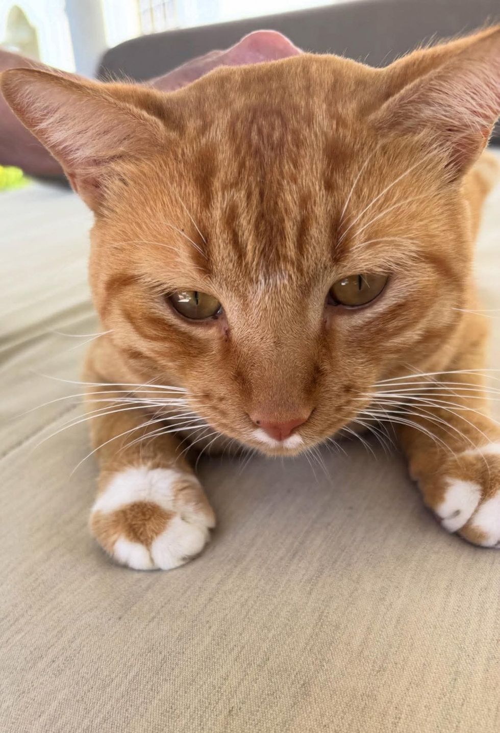 再会したオレンジ猫