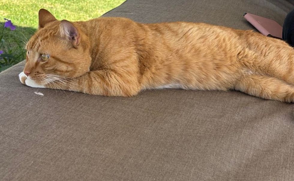 再会を目指す猫の姿