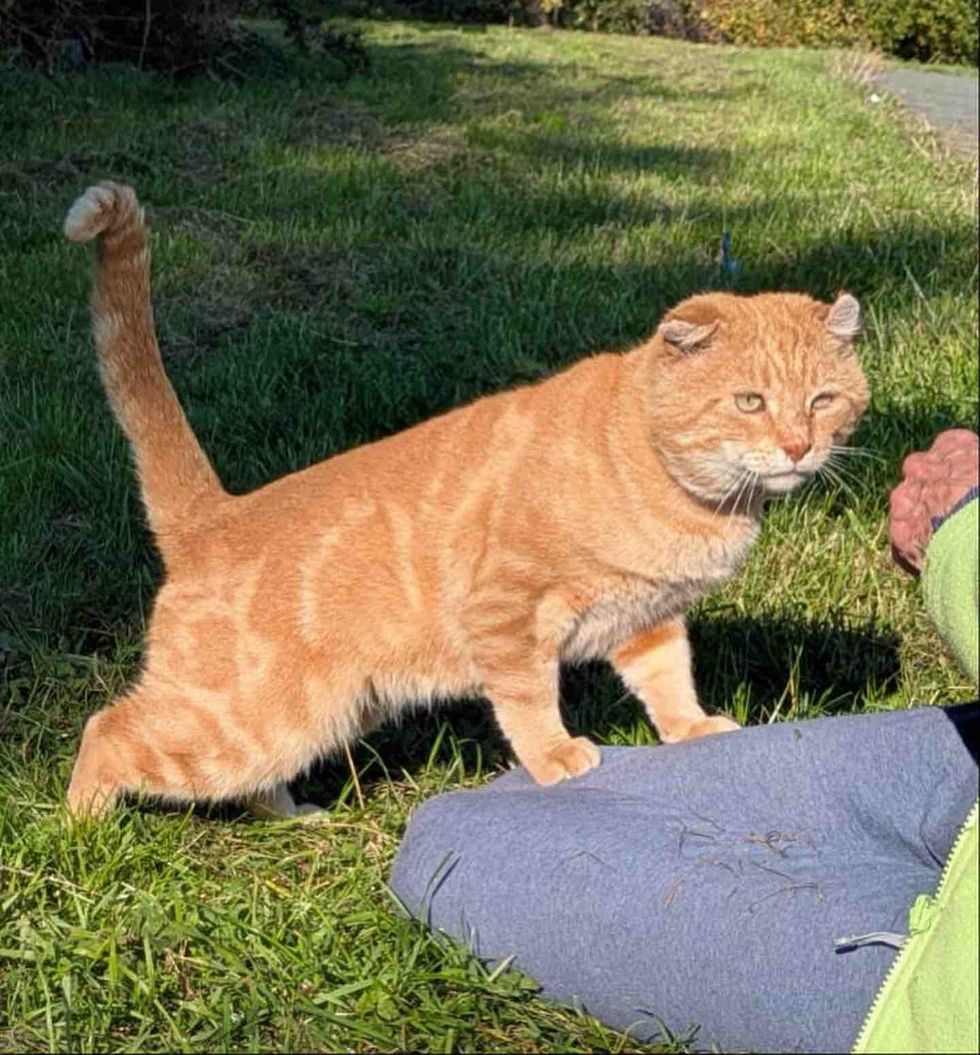 stray orange tabby cat