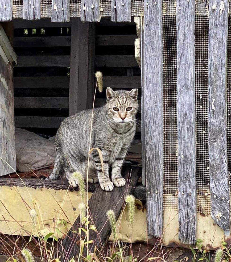 stray tabby cat farm