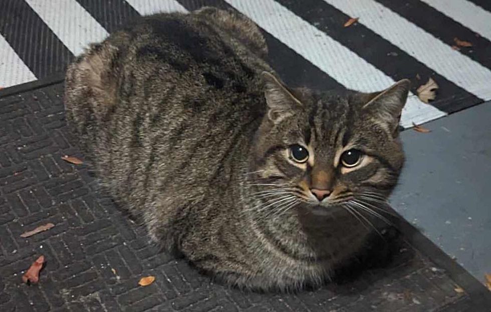 stray tabby cat loafing