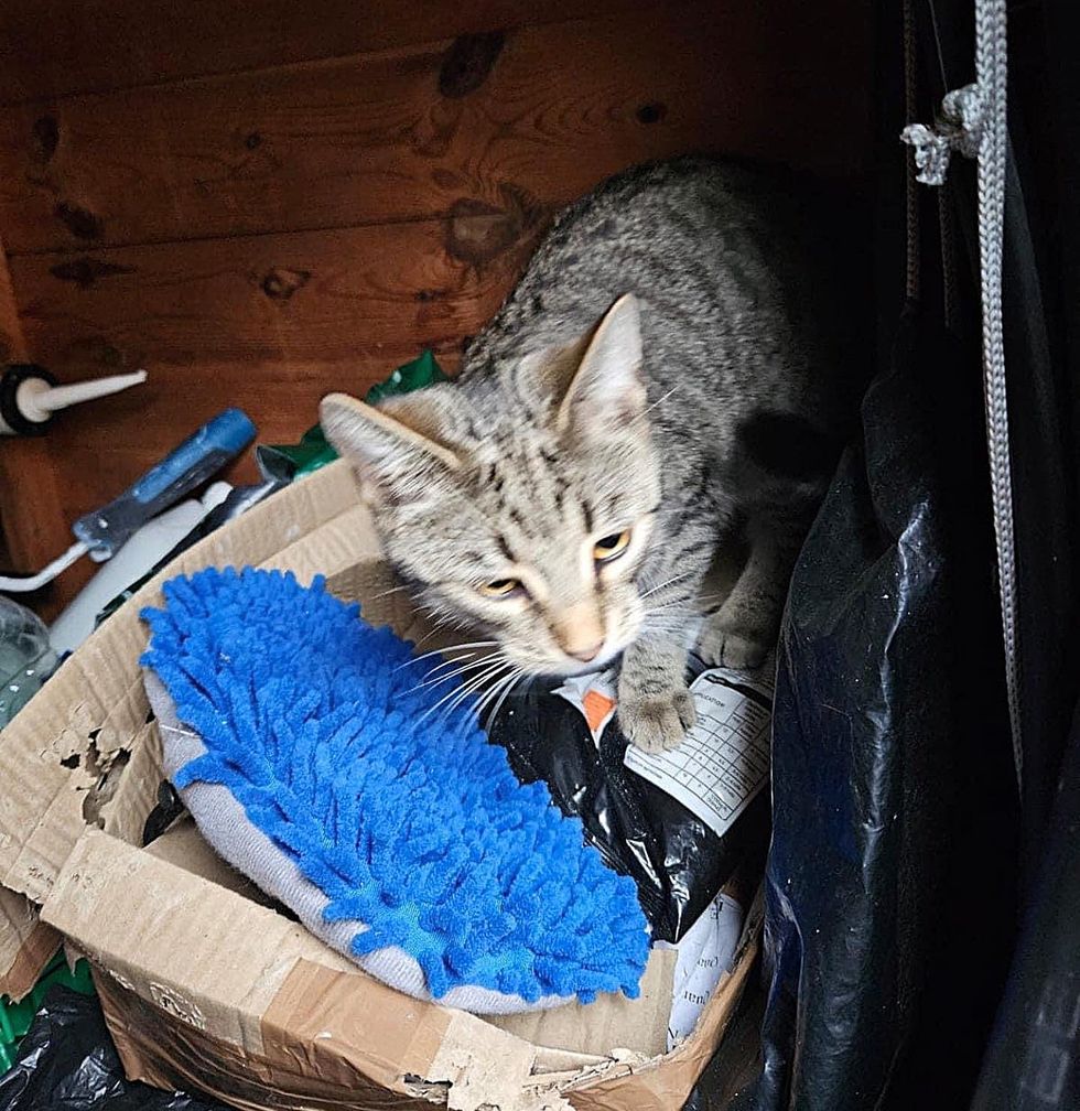 stray tabby cat shed