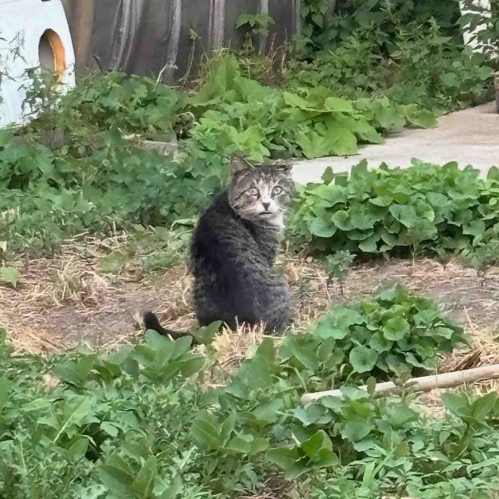 stray tabby tom cat
