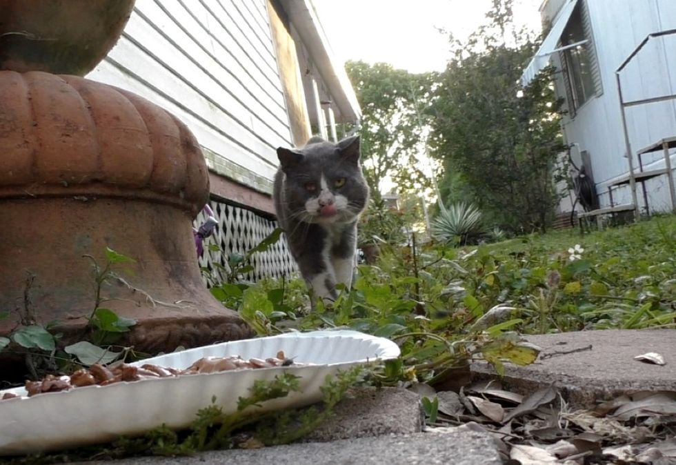 street cat, stray cat