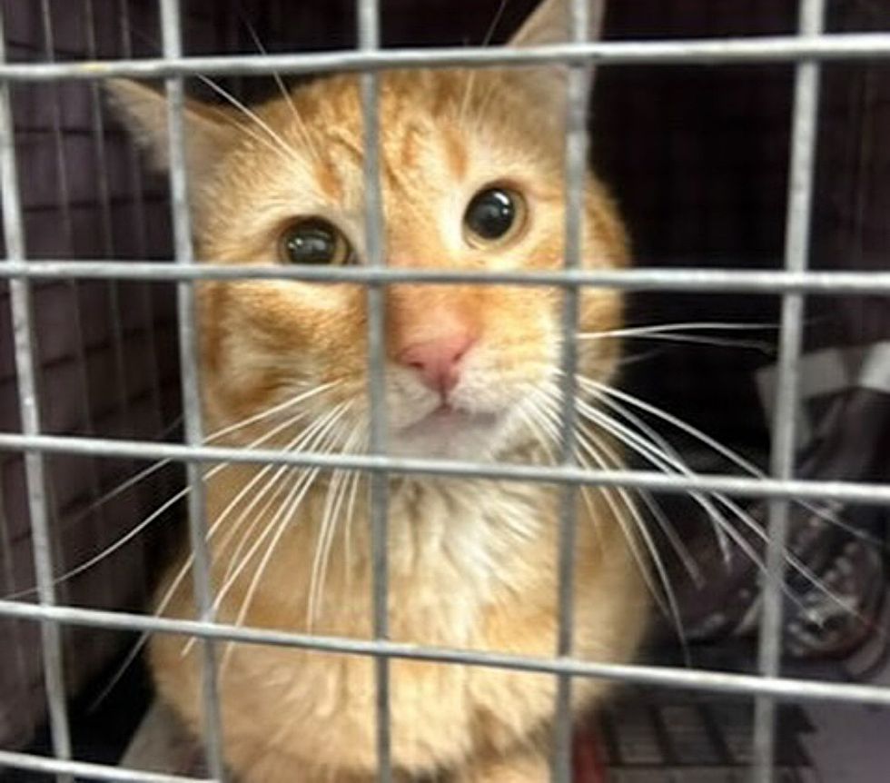 street cat trap rescue