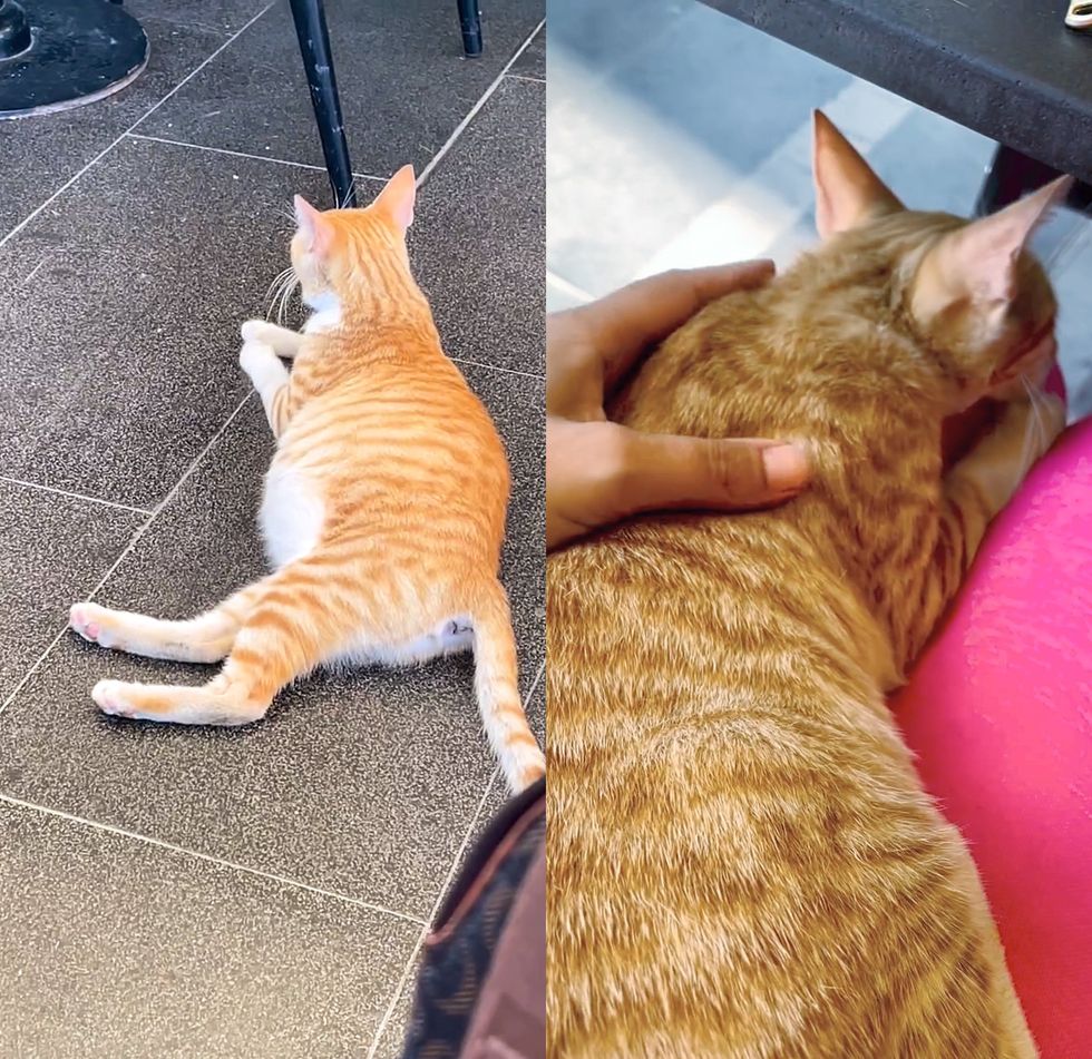 street ginger pregnant cat