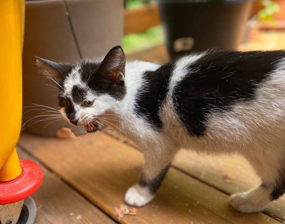 street, kitten, stray